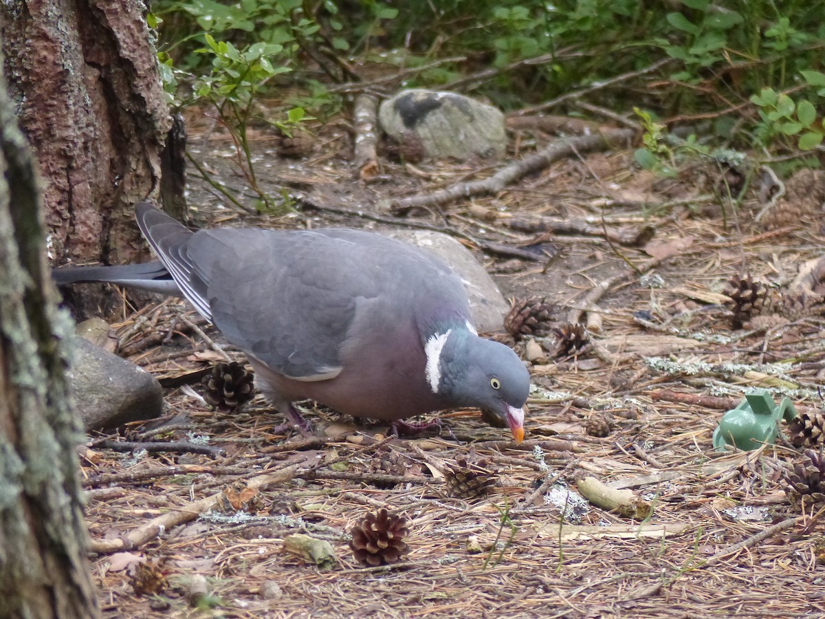 Common Wood-Pigeon - ML639993334