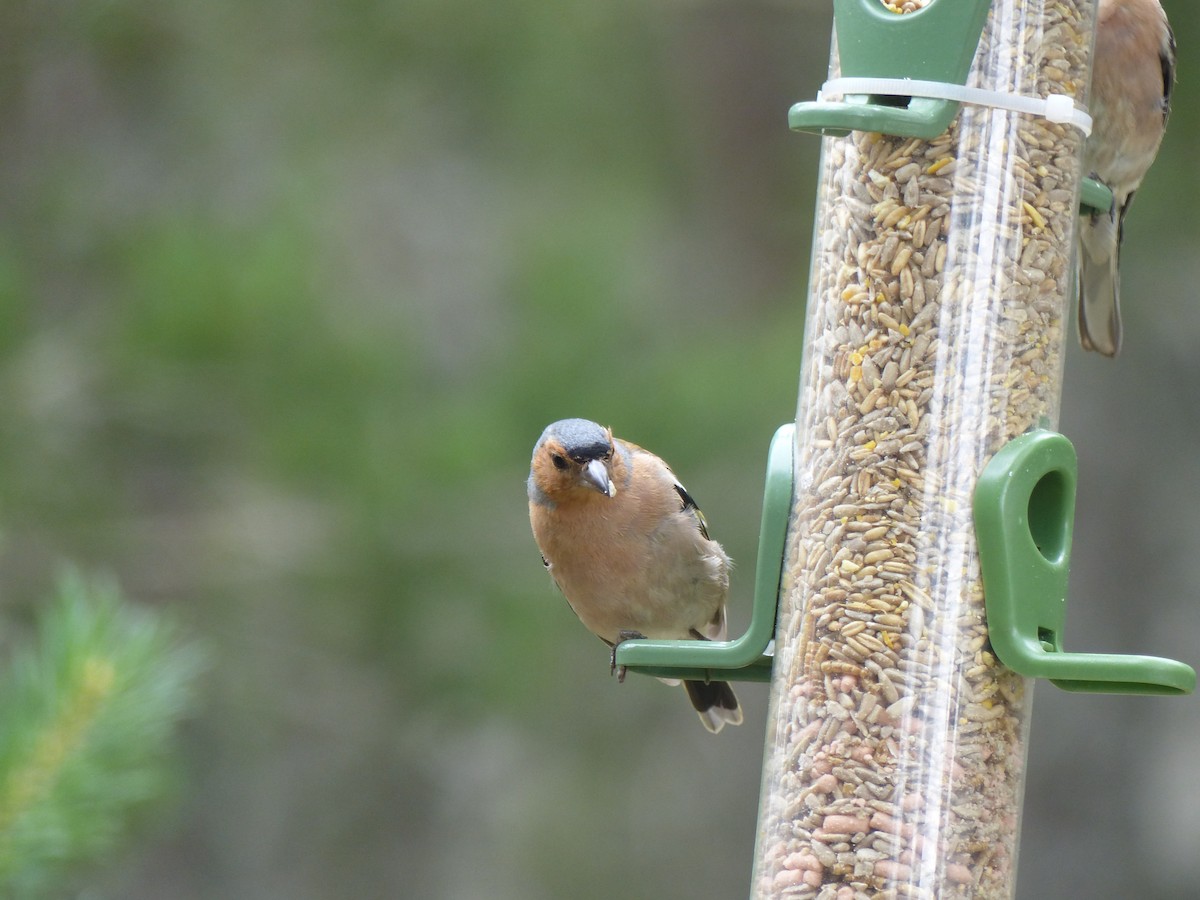 Common Chaffinch - ML639993339