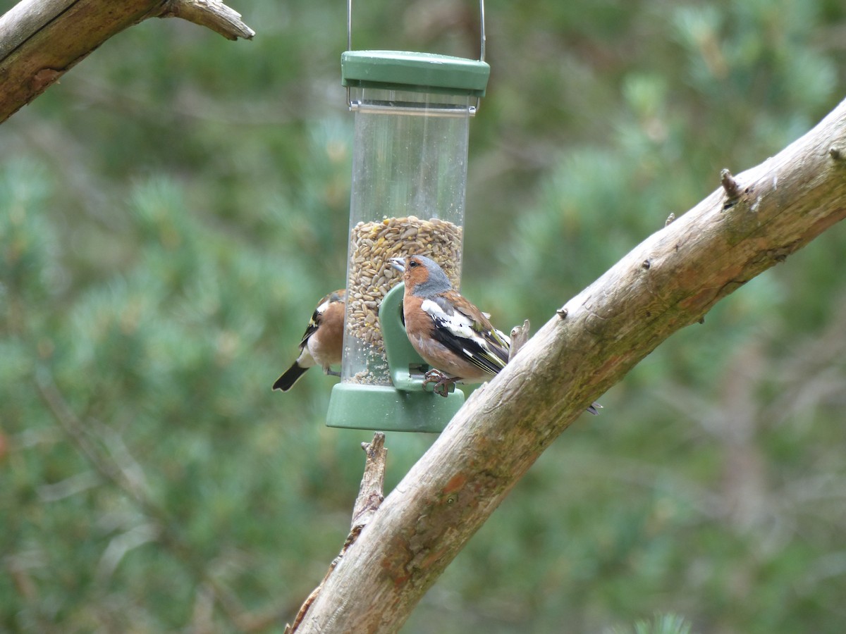 Common Chaffinch - ML639993345