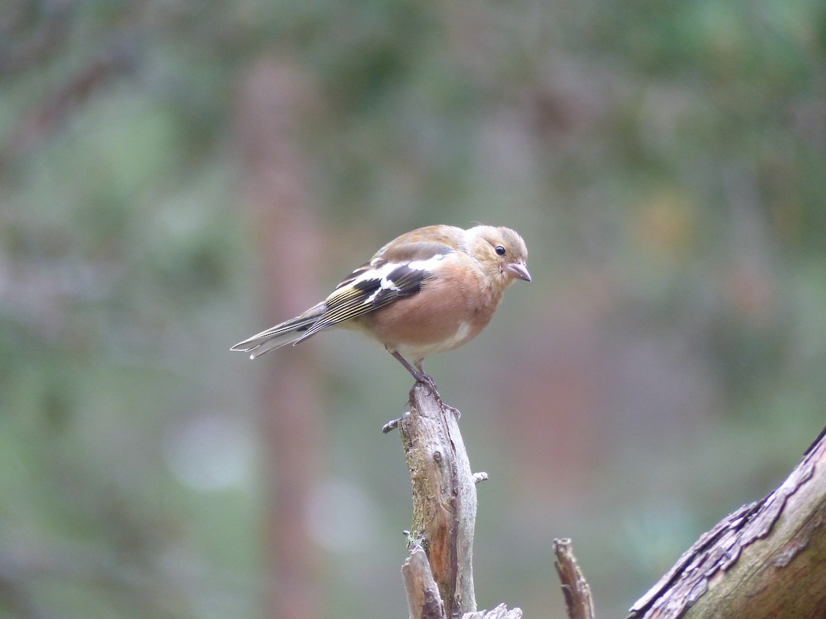 Common Chaffinch - ML639993347