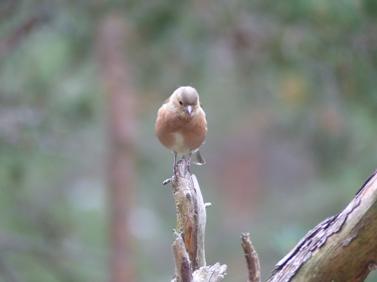 Common Chaffinch - ML639993350