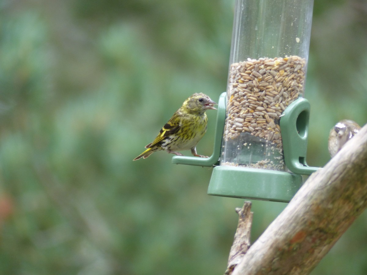 Eurasian Siskin - ML639993358
