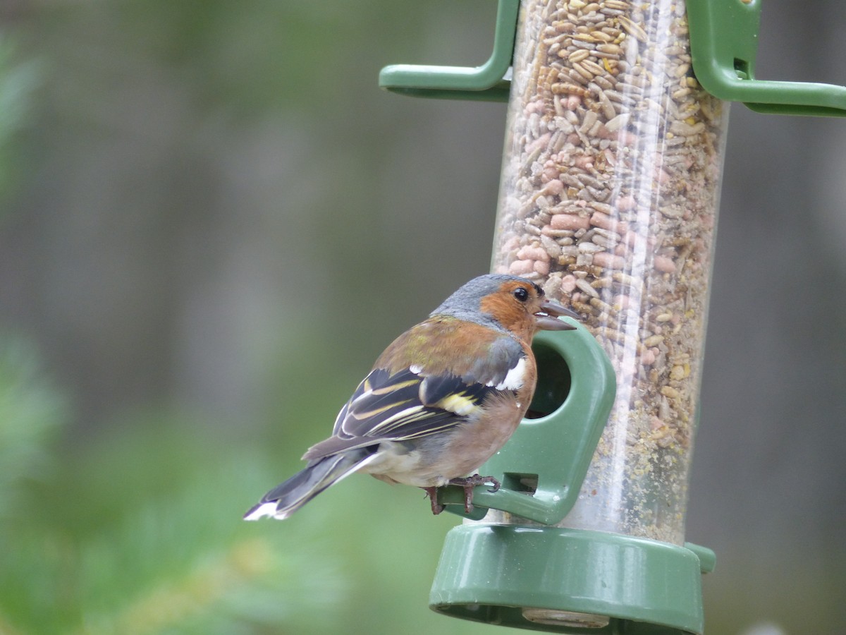 Common Chaffinch - ML639993375