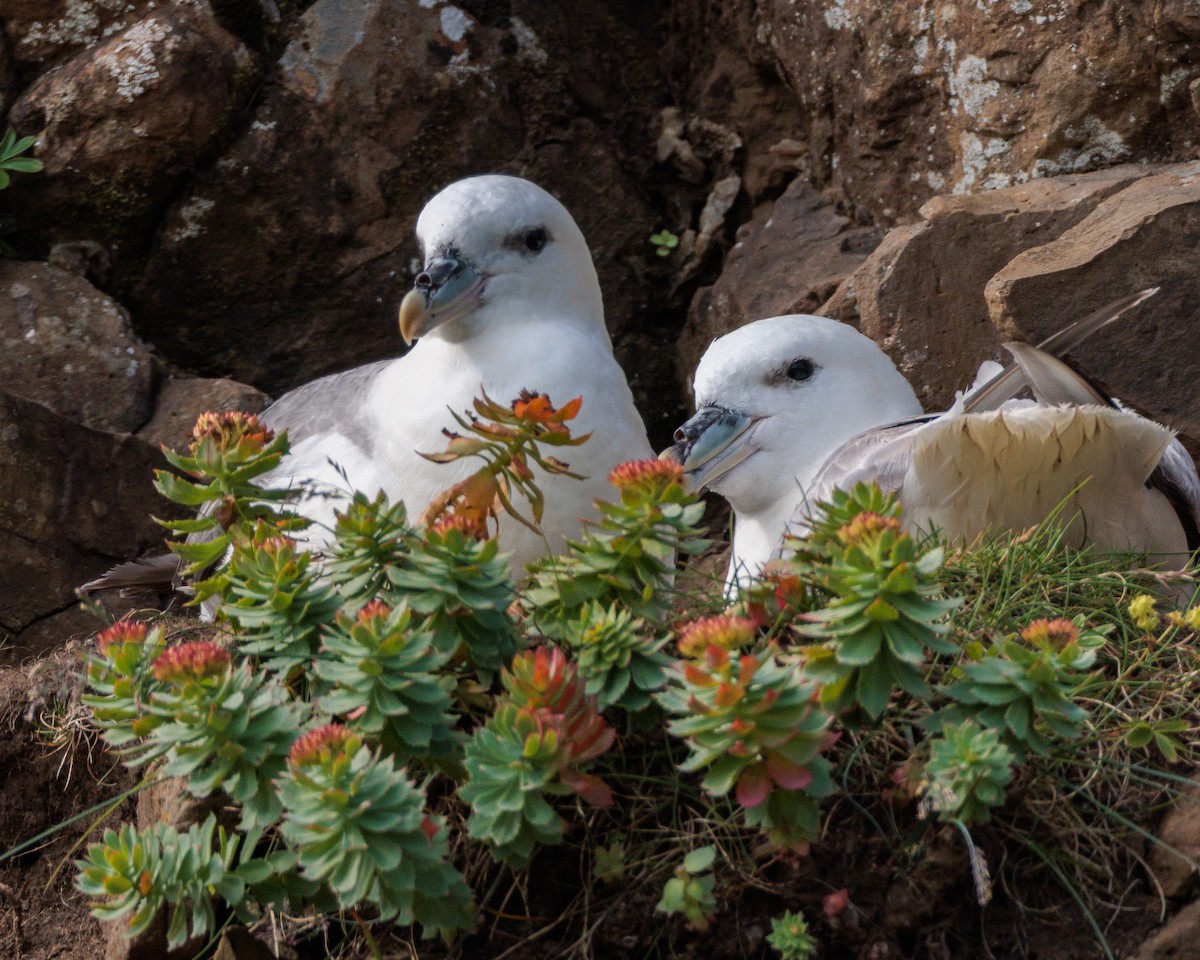 Fulmaro - ML639993376