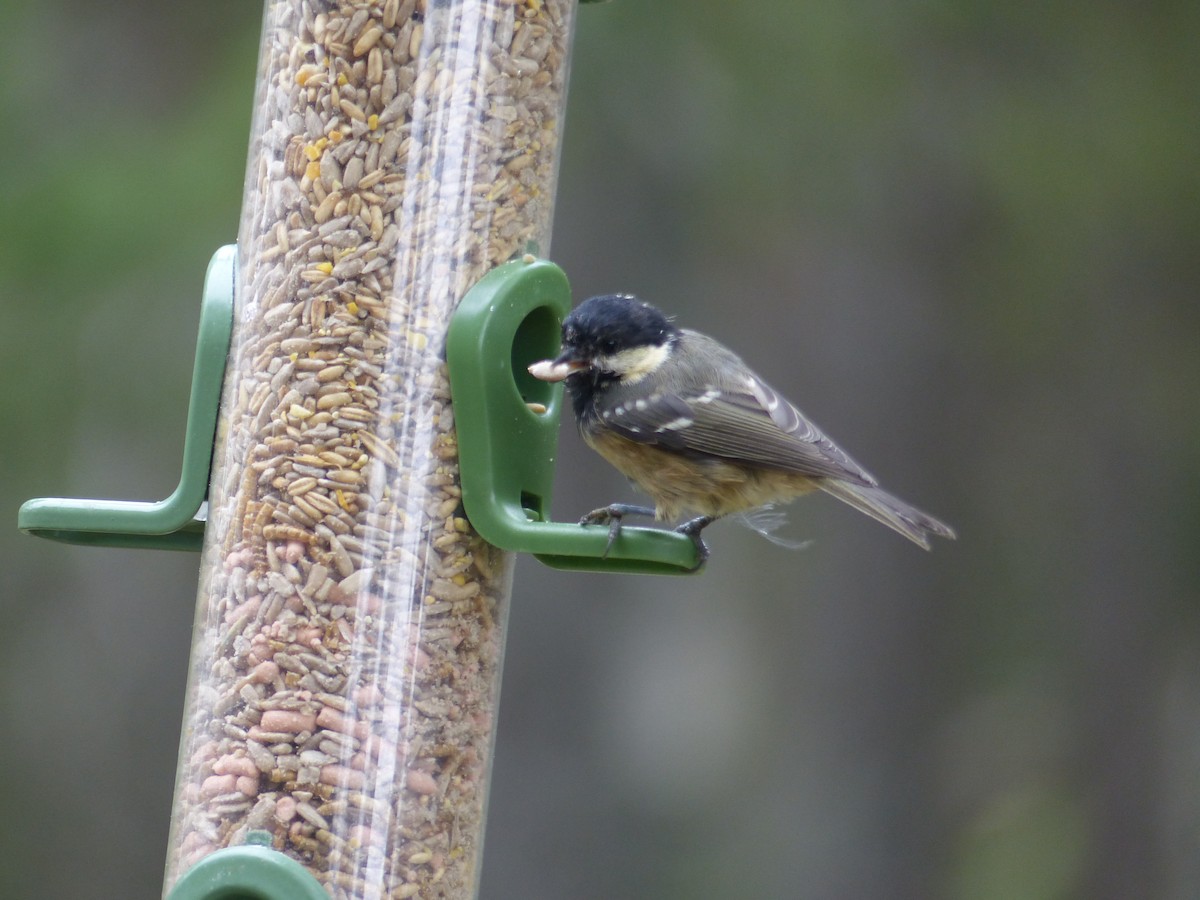 Coal Tit - ML639993385