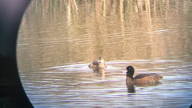 Black-headed Duck - ML639993435
