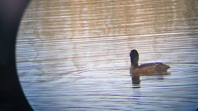 Black-headed Duck - ML639993436