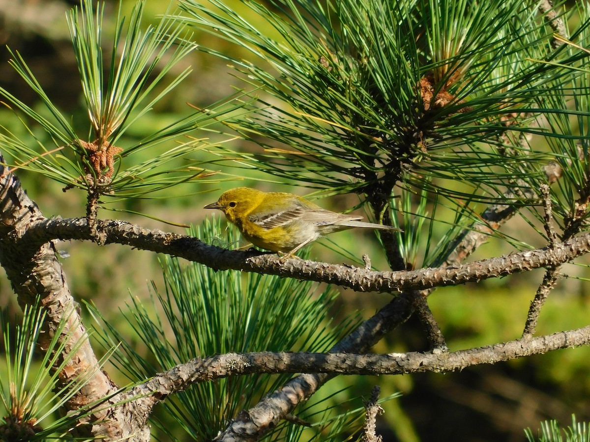Pine Warbler - ML639993444
