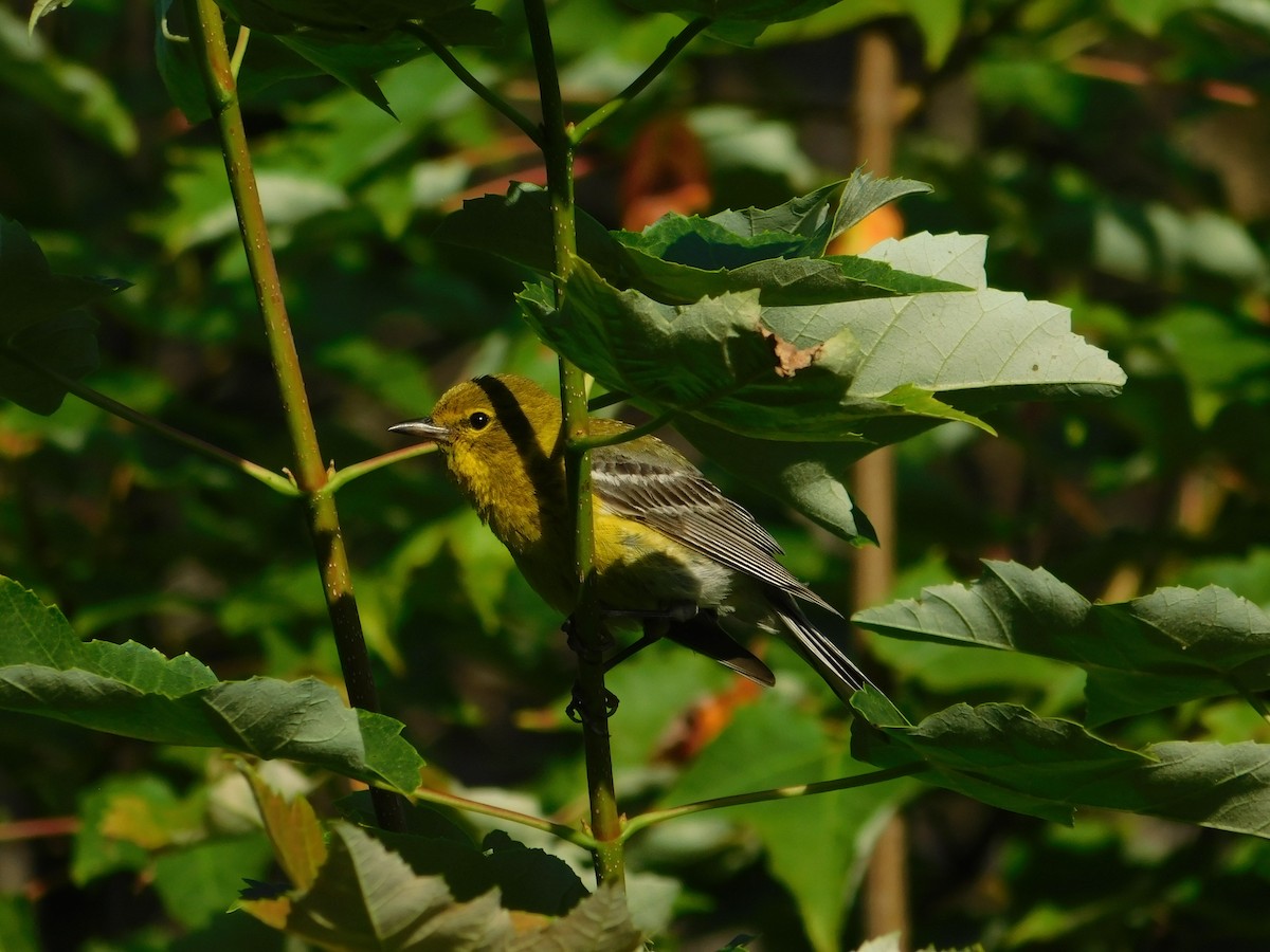 Pine Warbler - ML639993472
