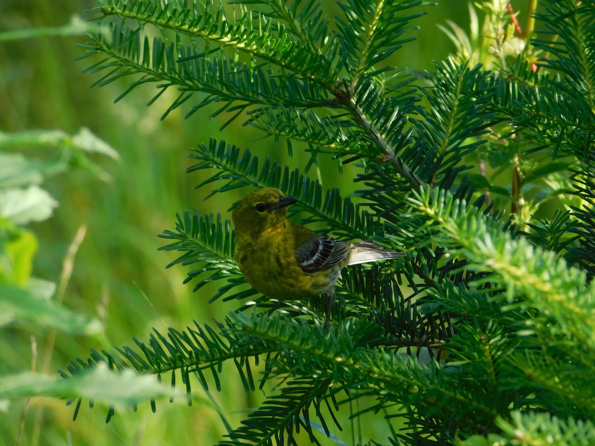 Pine Warbler - ML639993478
