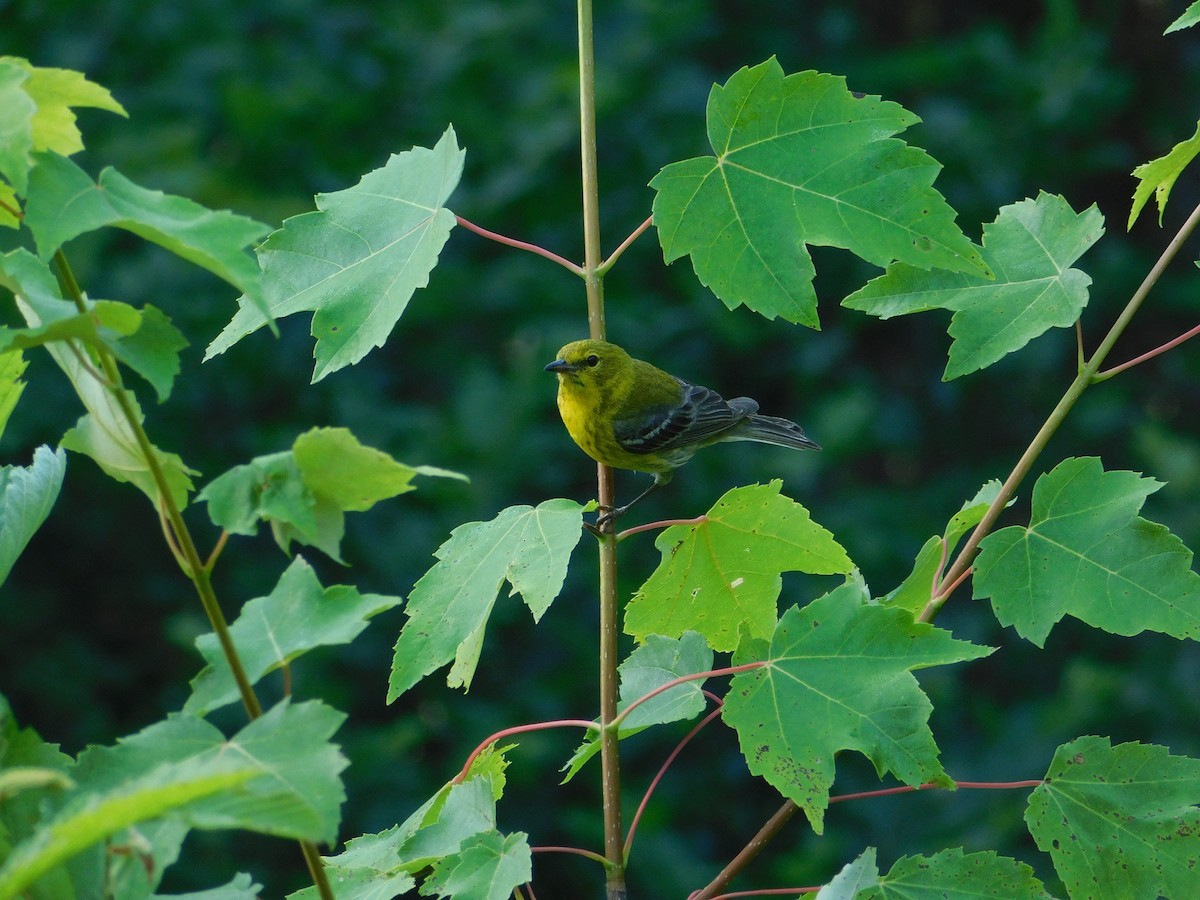 Pine Warbler - ML639993489