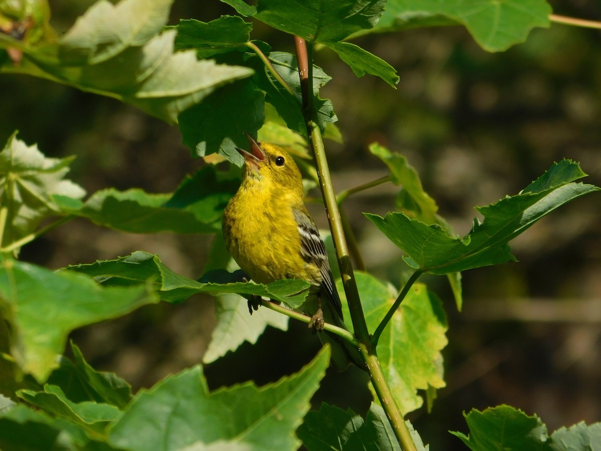Pine Warbler - ML639993498
