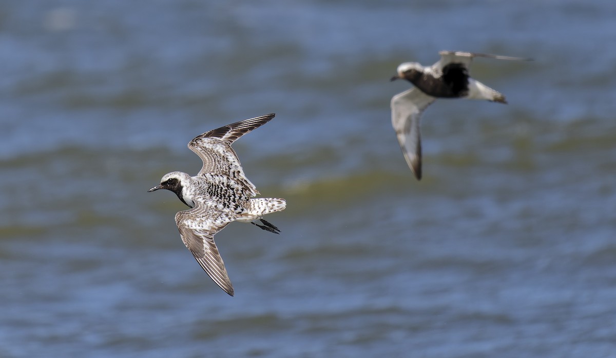 Black-bellied Plover - ML639993504