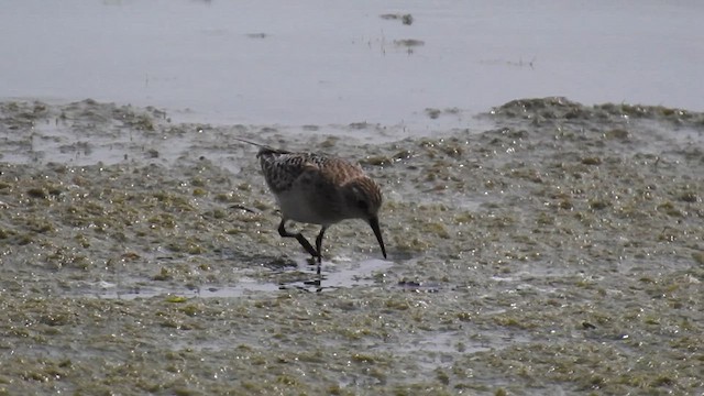Baird's Sandpiper - ML639993521