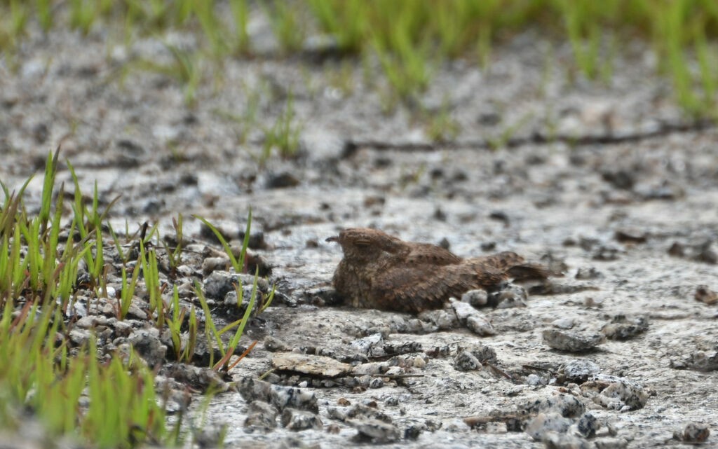 Plain Nightjar - ML639993543