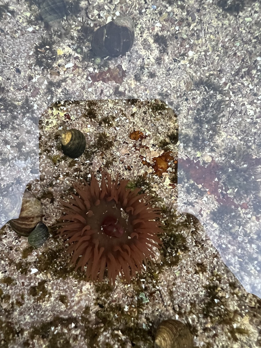 Atlantic Beadlet Anemone - ML639993557