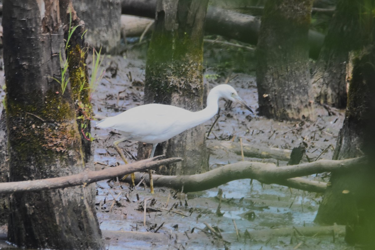 Little Blue Heron - ML639993558