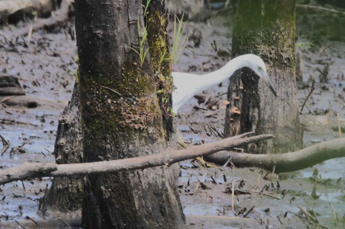 Little Blue Heron - ML639993559