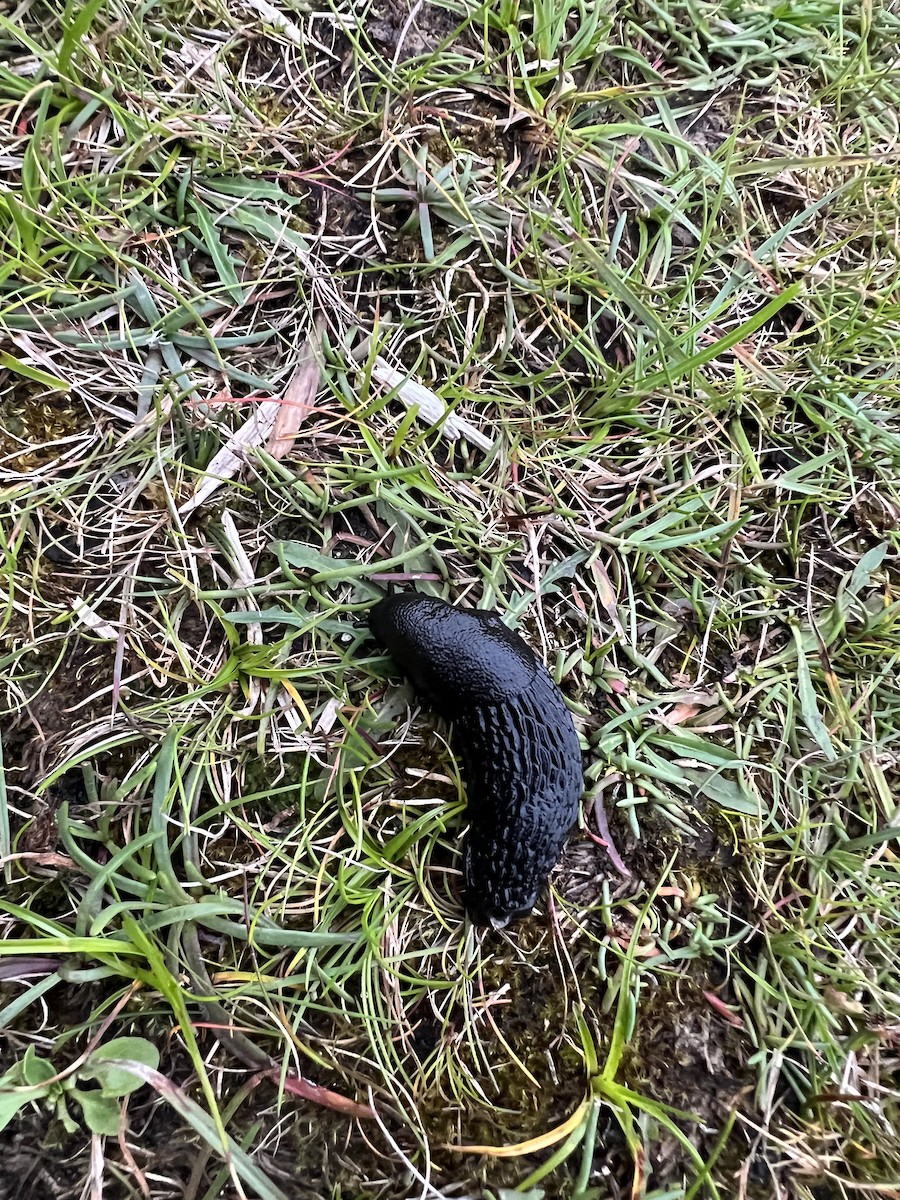 Arion Slugs - ML639993563