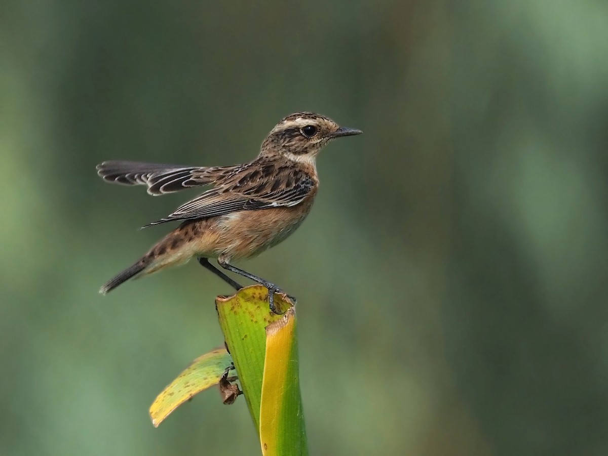 Whinchat - ML639993566