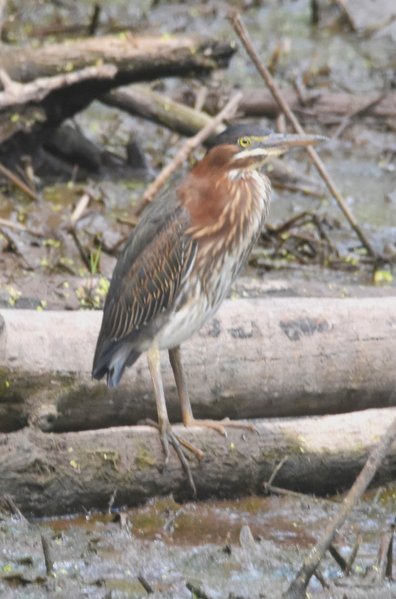Green Heron - ML639993578