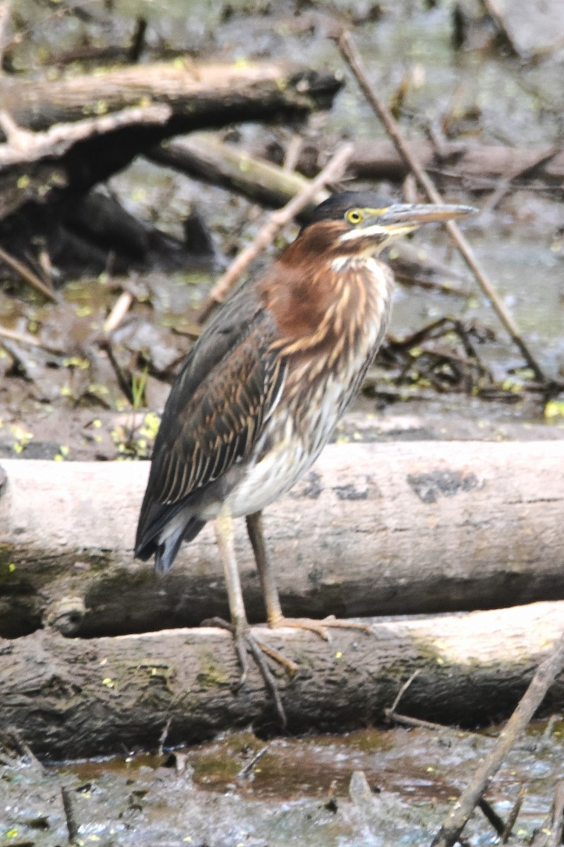 Green Heron - ML639993579