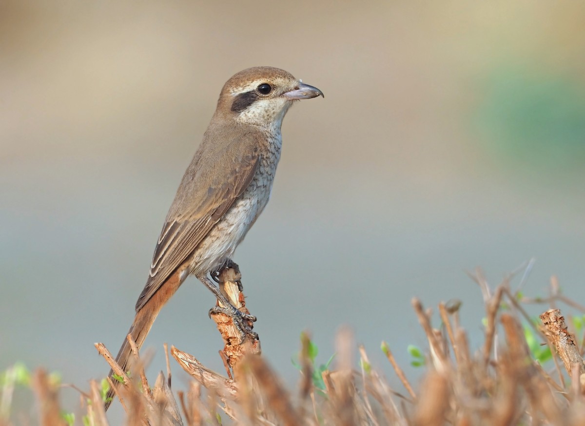 Isabelline Shrike (Daurian) - ML639993582