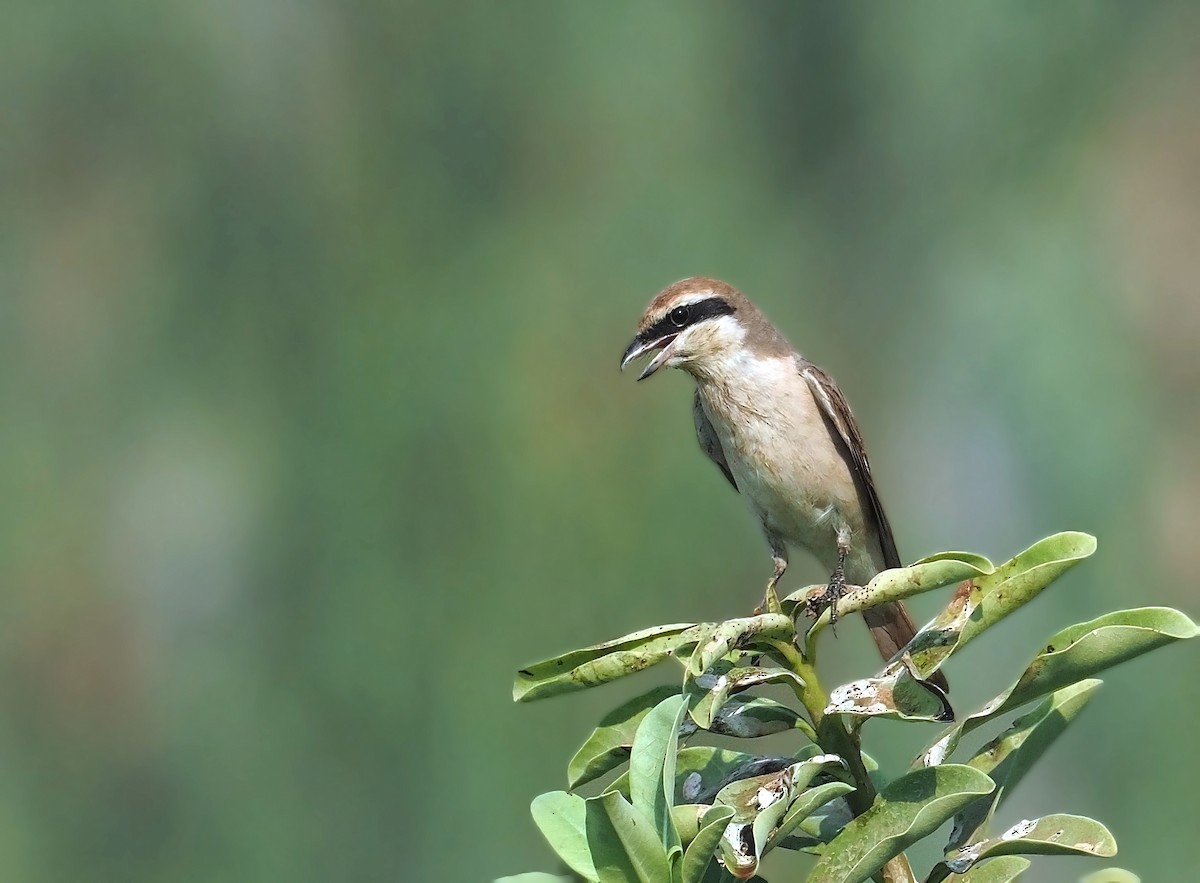 Red-tailed Shrike - ML639993600