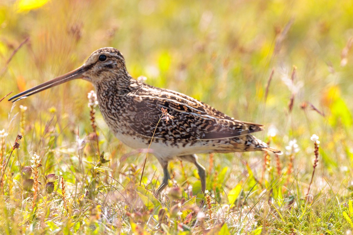 Beccaccino - ML639993611