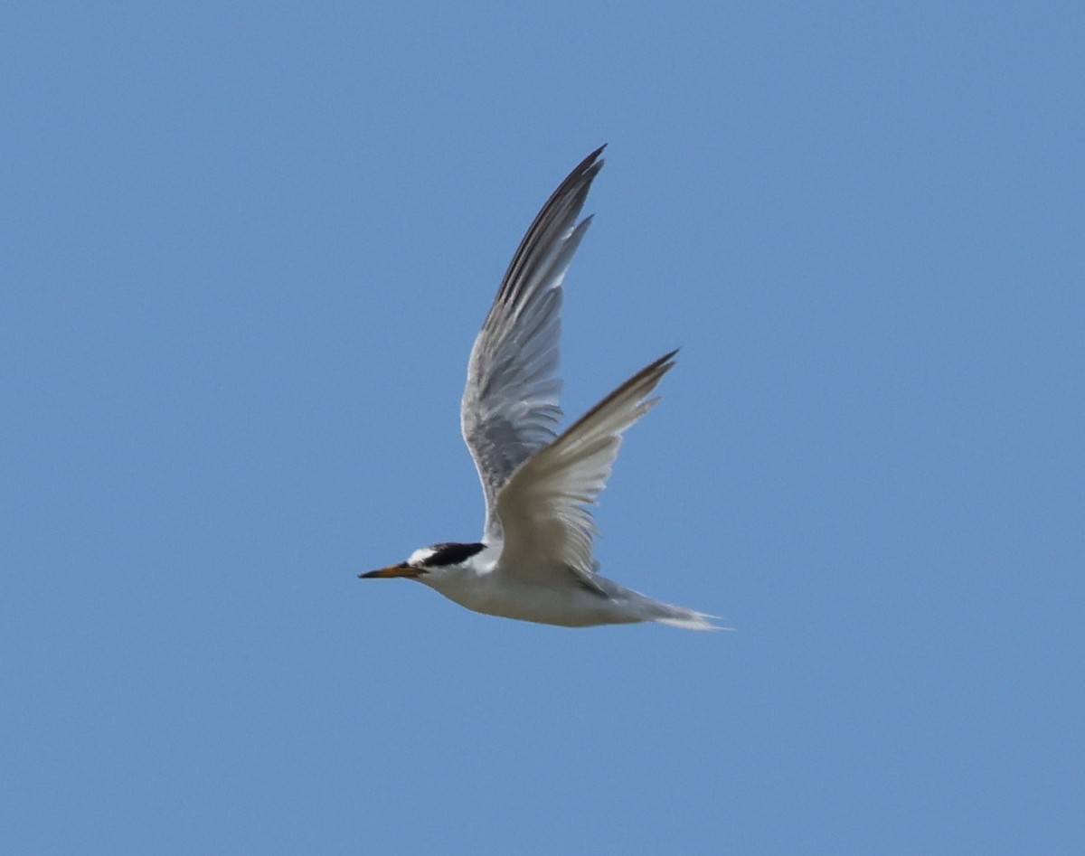 Little Tern - ML639993613