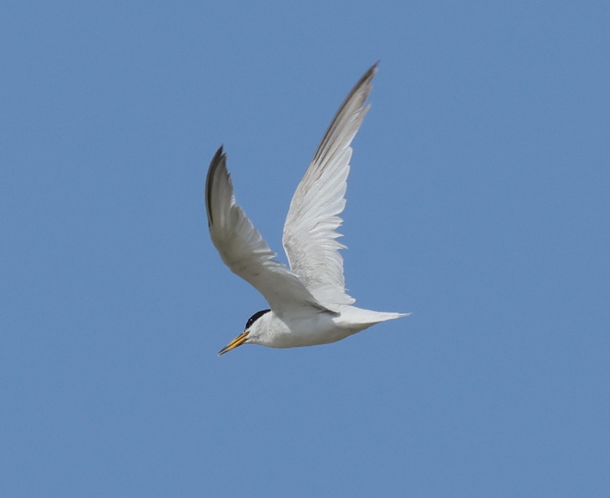 Little Tern - ML639993614