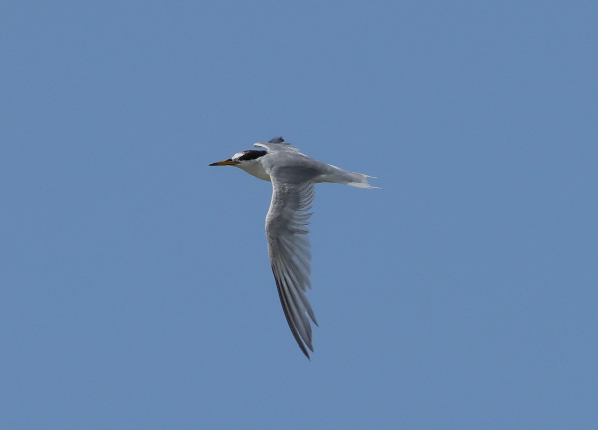 Little Tern - ML639993615
