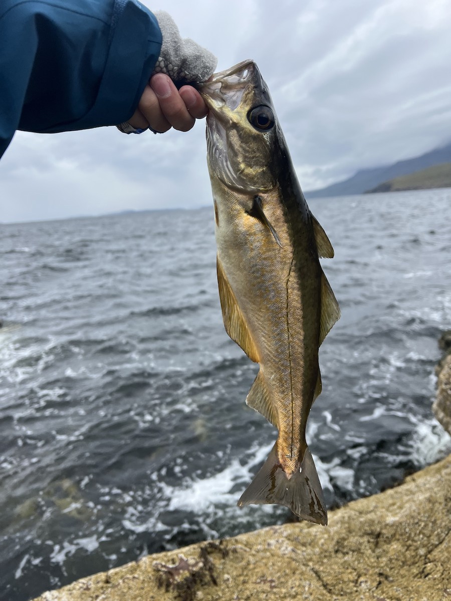 Atlantic Pollock - ML639993631