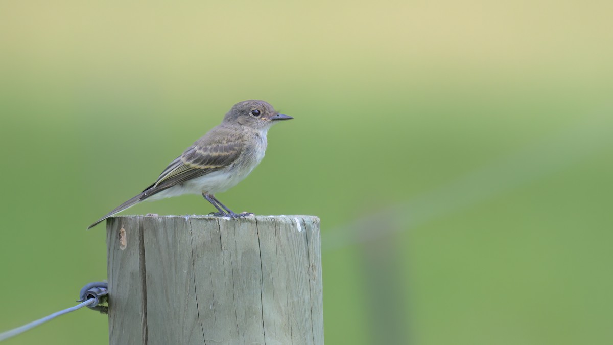 Eastern Phoebe - ML639993650