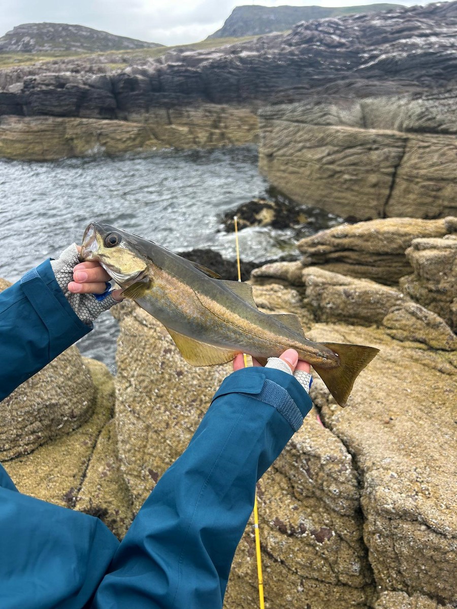 Atlantic Pollock - ML639993700