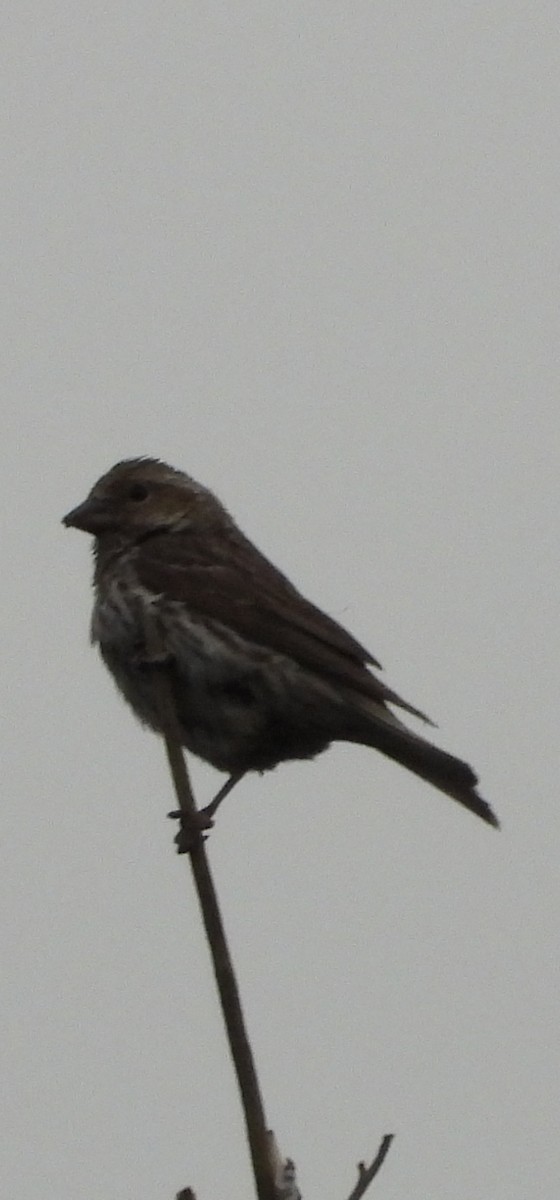 Cassin's Finch - ML639993720