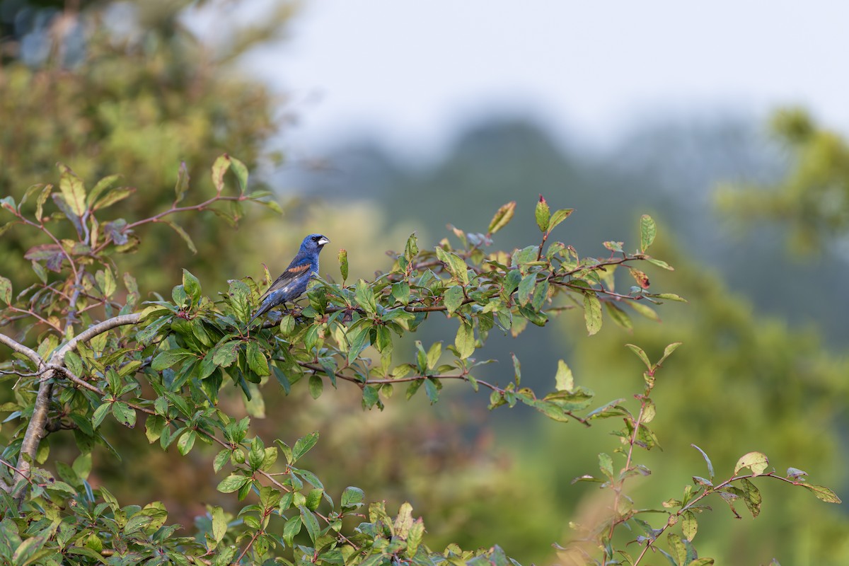 Blue Grosbeak - ML639993738