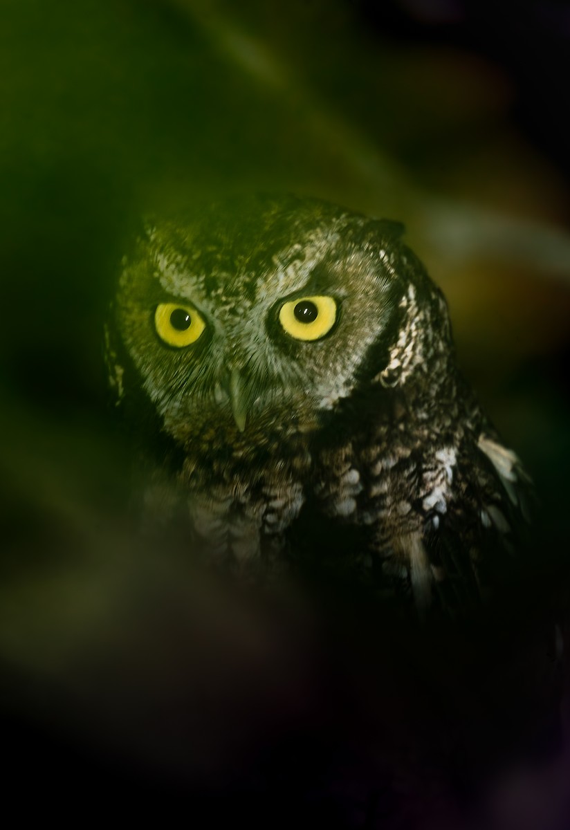 Long-tufted Screech-Owl - ML639993790