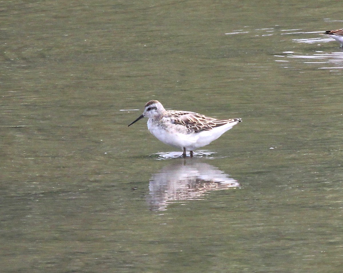Wilson's Phalarope - ML639993811