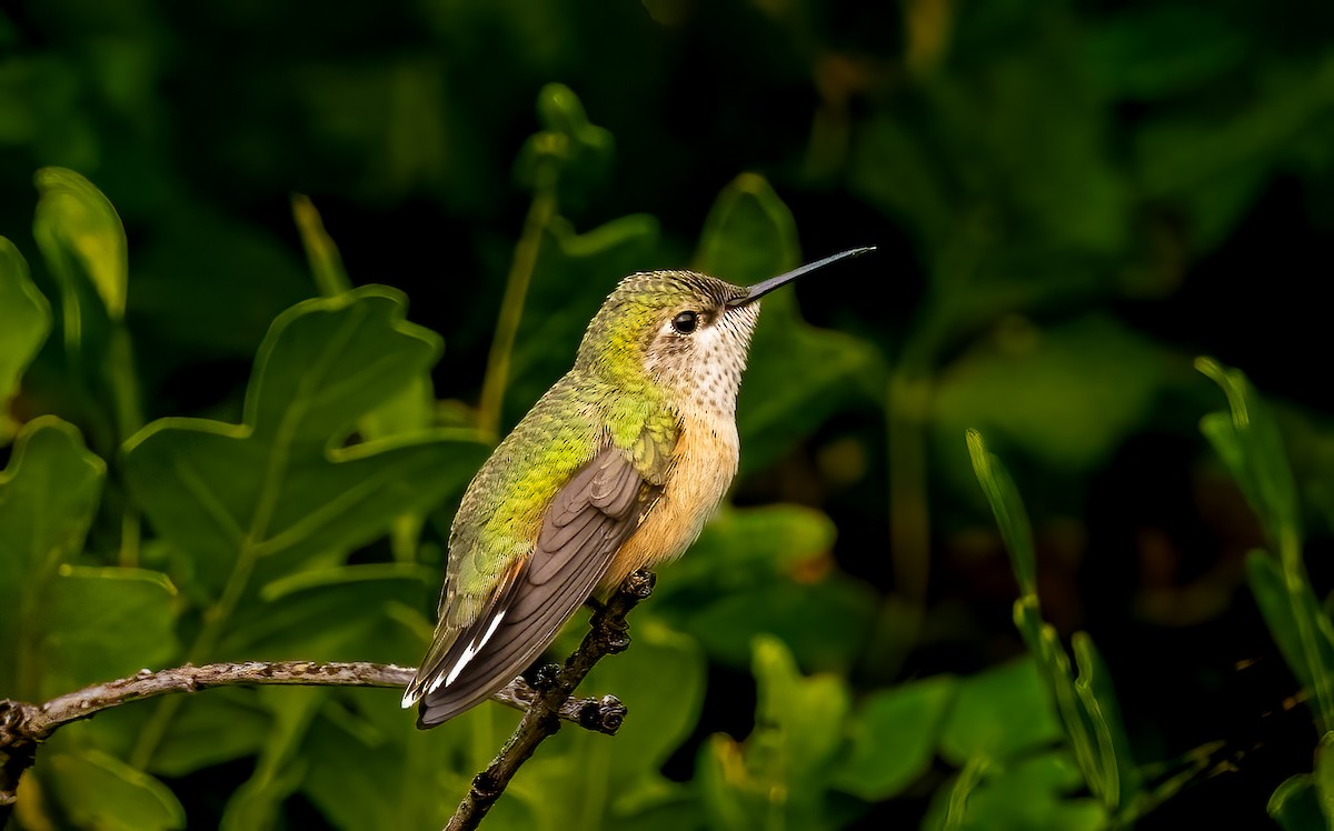 Calliope Hummingbird - ML639993846