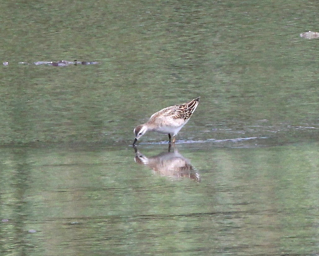 Wilson's Phalarope - ML639993849