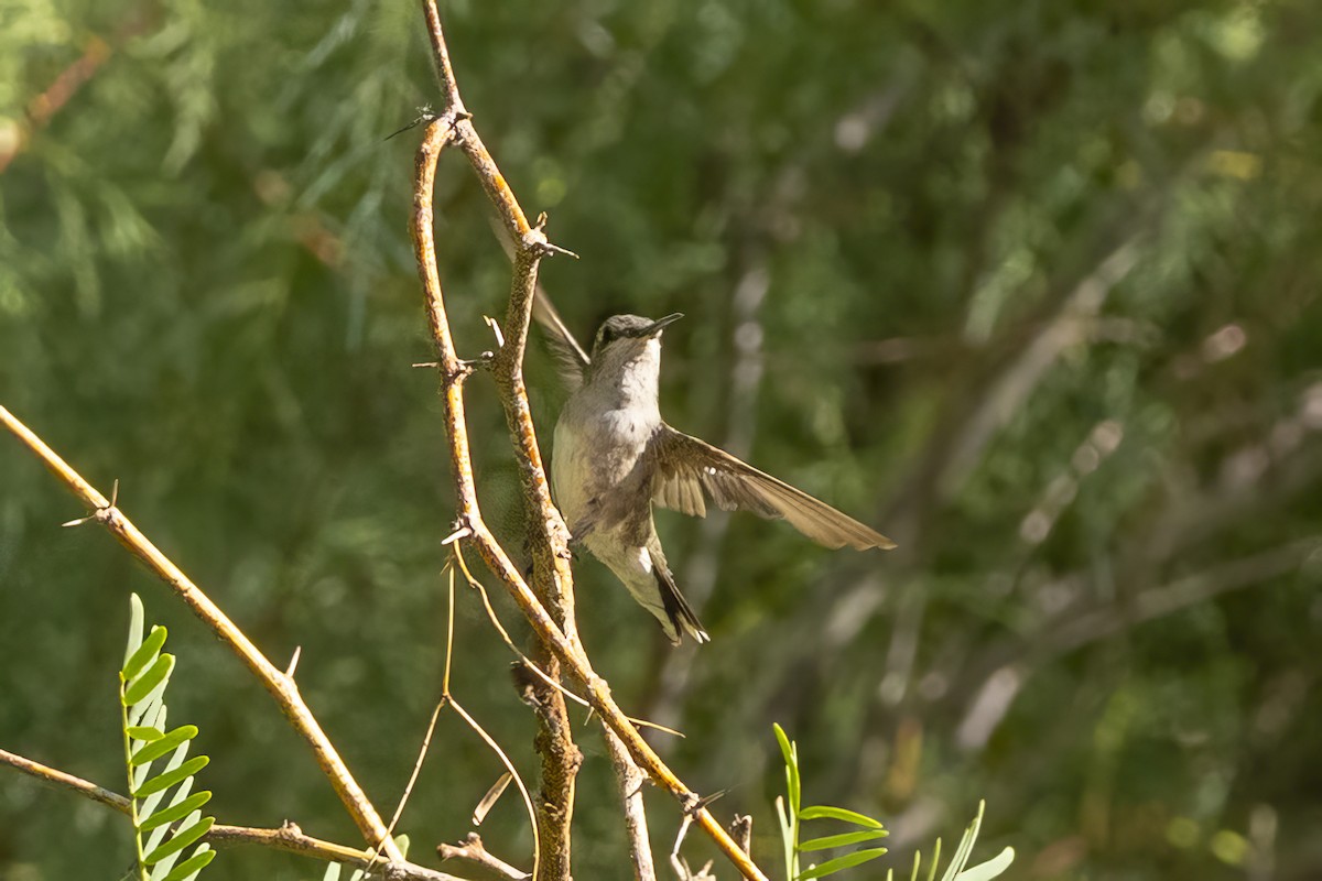 Black-chinned Hummingbird - ML639993877