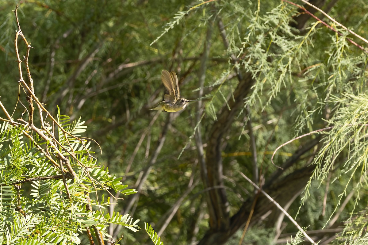 Black-chinned Hummingbird - ML639993878