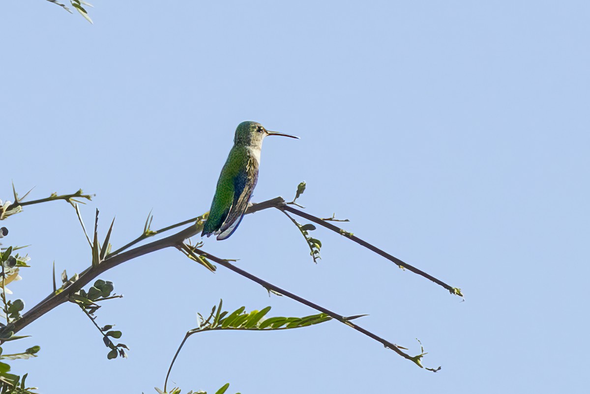 Black-chinned Hummingbird - ML639993879