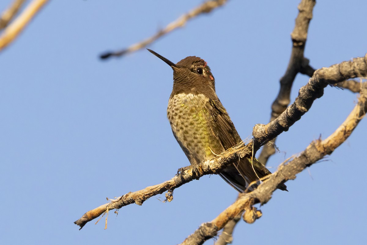 Anna's Hummingbird - ML639993885