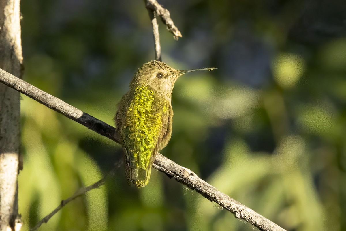Anna's Hummingbird - ML639993886