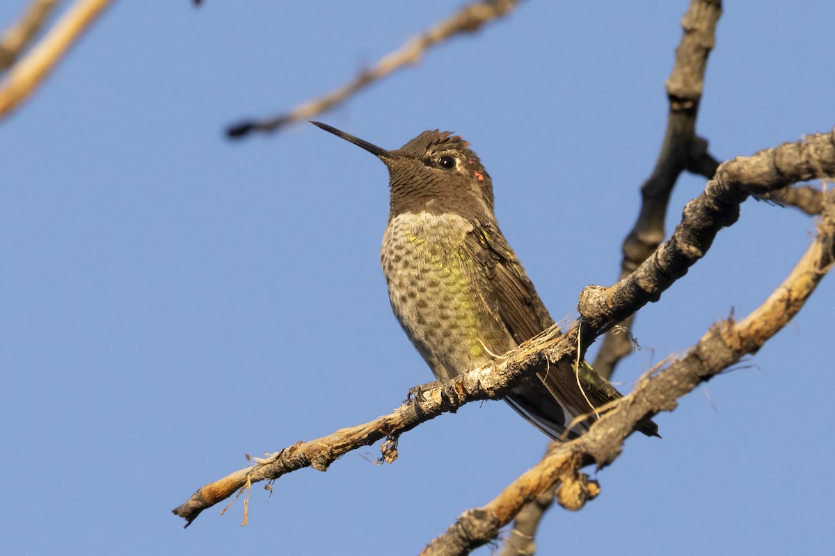 Anna's Hummingbird - ML639993887