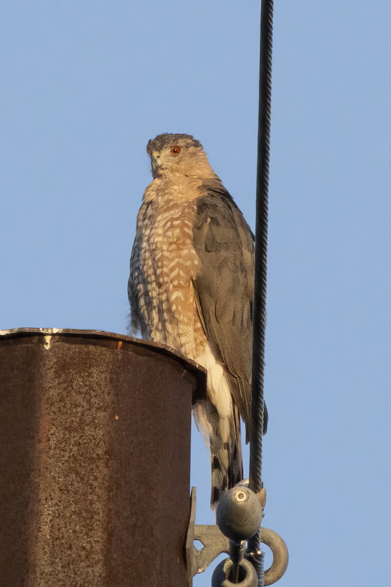 Cooper's Hawk - ML639993893