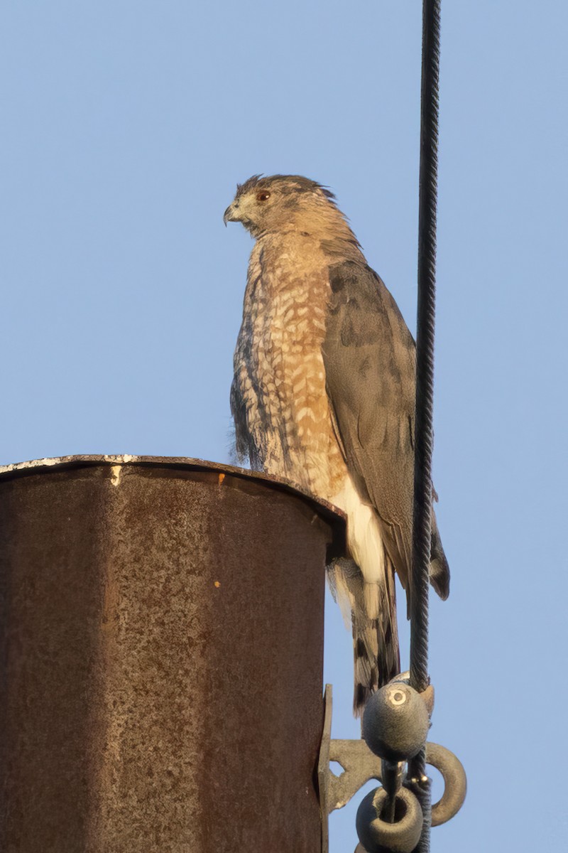 Cooper's Hawk - ML639993894