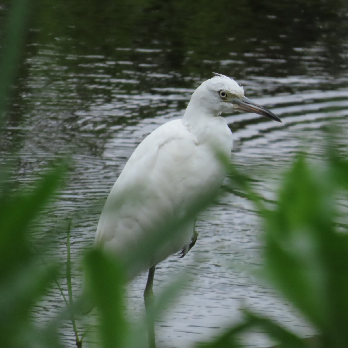 Little Blue Heron - ML639993905